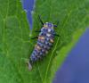 Coccinella septempunctata